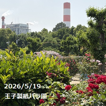 王子製紙バラ園（愛知県春日井市）2026年5月19日撮影