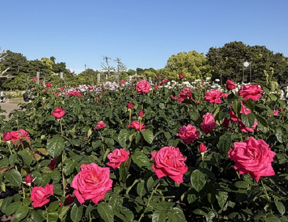 鶴舞公園（名古屋市昭和区）のバラ（2026年5月7日）