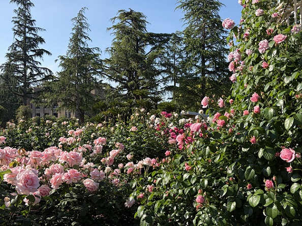 鶴舞公園（名古屋市昭和区）のバラ（2026年5月7日）