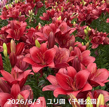 千種公園のユリ園（2026年6月3日）
