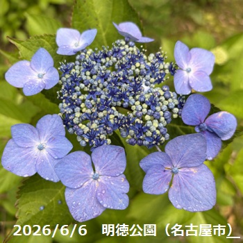 明徳j公園のあじさい（2026年6月6日）