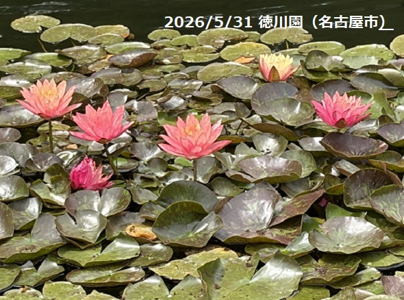 2026年5月31日の徳川園