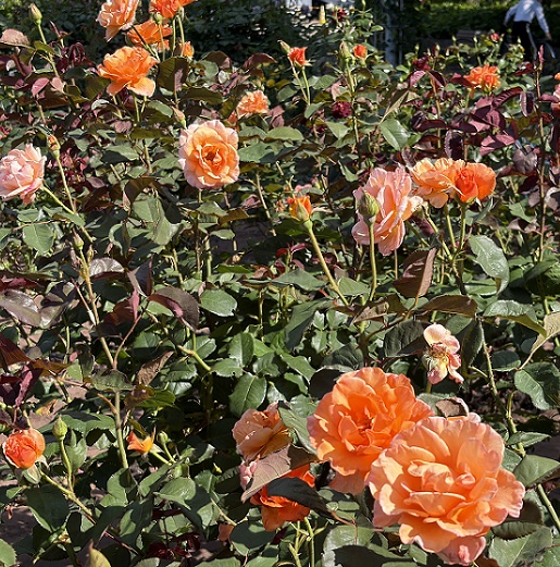 鶴舞公園（名古屋市昭和区）2026年6月11日