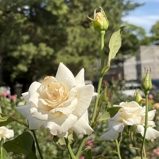 鶴舞公園（名古屋市昭和区）2026年6月11日