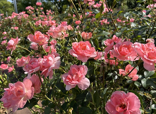 鶴舞公園（名古屋市昭和区）2026年6月11日