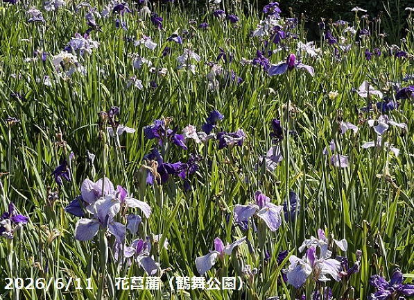 鶴舞公園（名古屋市昭和区）2026年6月11日