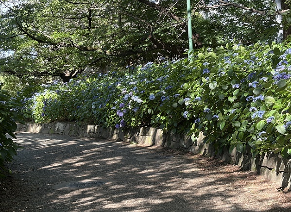 鶴舞公園（名古屋市昭和区）2026年6月11日