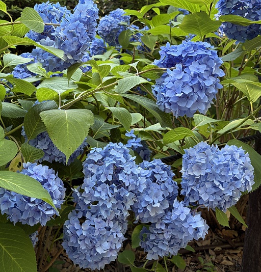 鶴舞公園（名古屋市昭和区）2026年6月11日