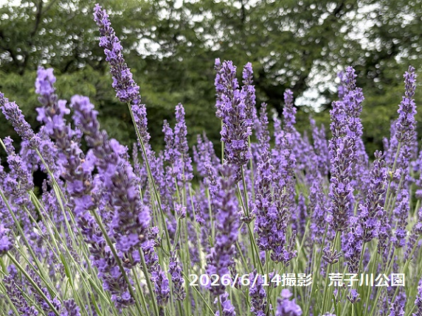 荒子川公園のラベンダーフェア(2026年6月14日)