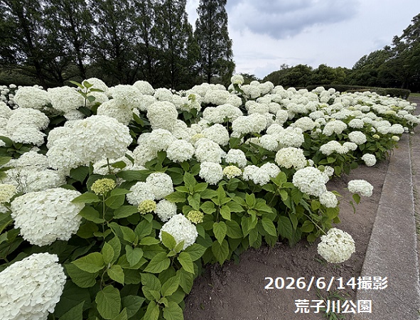 荒子川公園のアナベル(2026年6月14日)