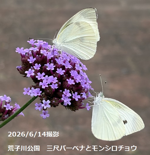 荒子川公園(2026年6月14日)