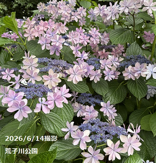 荒子川公園(2026年6月14日)