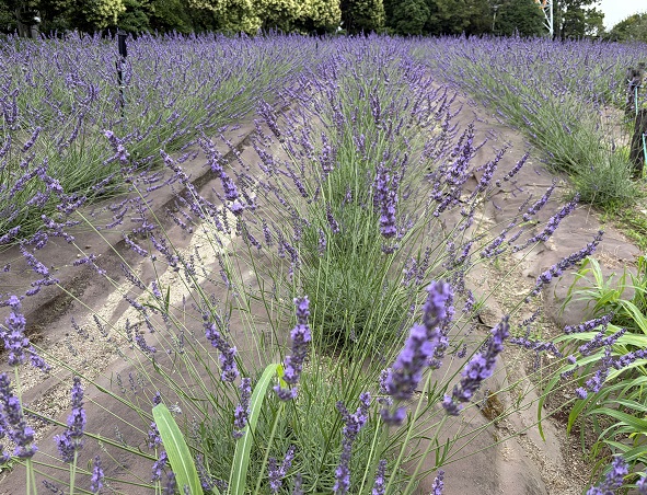 荒子川公園のラベンダーフェア(2026年6月14日)