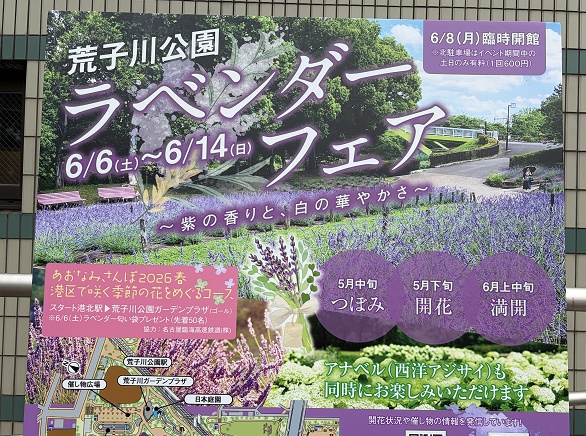 荒子川公園のラベンダーフェア(2026年6月14日)