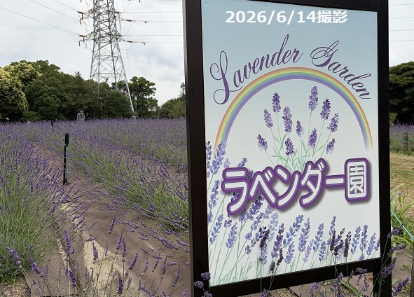荒子川公園のラベンダーフェア(2026年6月14日)