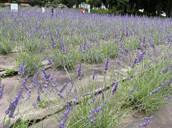 荒子川公園のラベンダーフェア(2026年6月14日)