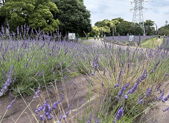 荒子川公園のラベンダーフェア(2026年6月14日)