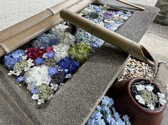 極楽寺(あじさいでら)静岡県周智郡森町一の宮(2026年6月16日)