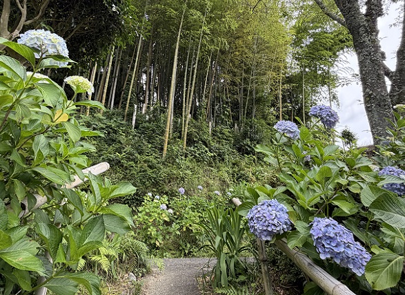 極楽寺(あじさいでら)静岡県周智郡森町一の宮(2026年6月16日)