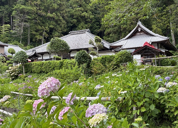極楽寺(あじさいでら)静岡県周智郡森町一の宮(2026年6月16日)