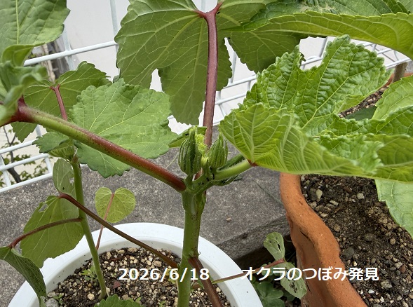 栽培中のオクラ