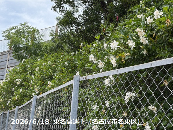 高速道路のクチナシの花（名古屋市名東区）