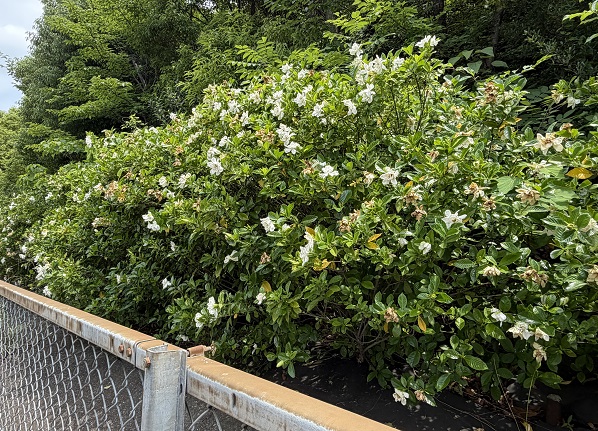 高速道路のクチナシの花（名古屋市名東区）