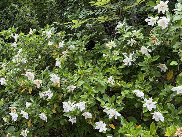 高速道路のクチナシの花（名古屋市名東区）