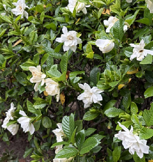 高速道路のクチナシの花（名古屋市名東区）