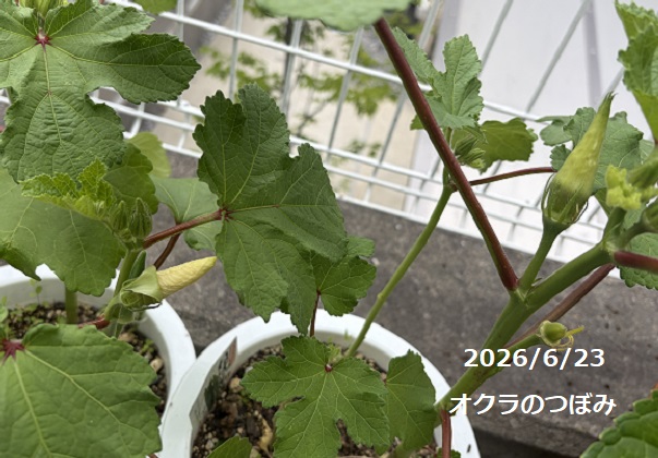 栽培中のオクラ