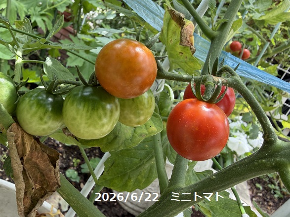 栽培中のミニトマト