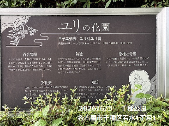 千種公園のユリ園（名古屋市）