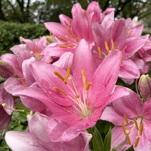 千種公園のユリ園（名古屋市）2026年6月3日