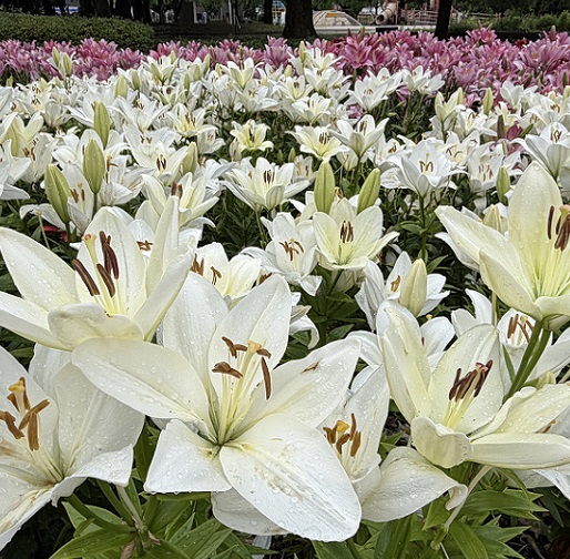 千種公園のユリ園（名古屋市）2026年6月3日