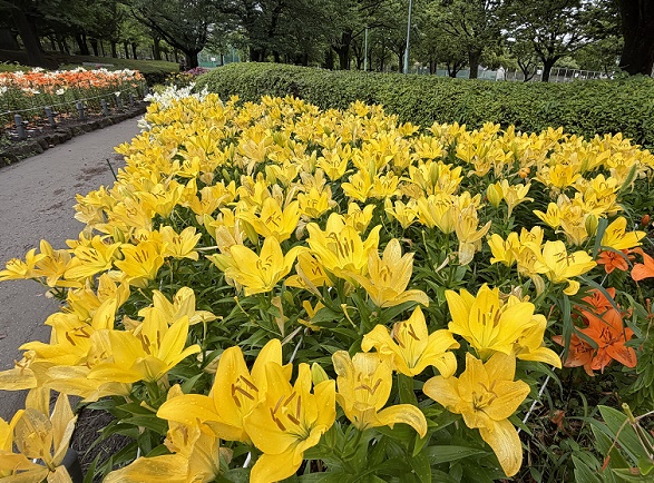 千種公園のユリ園（名古屋市）2026年6月3日