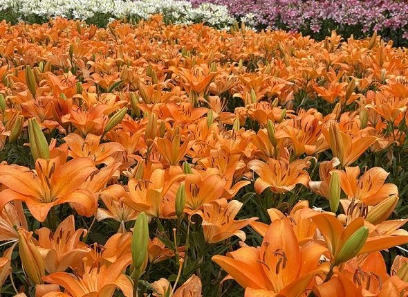 千種公園のユリ園（名古屋市）2026年6月3日