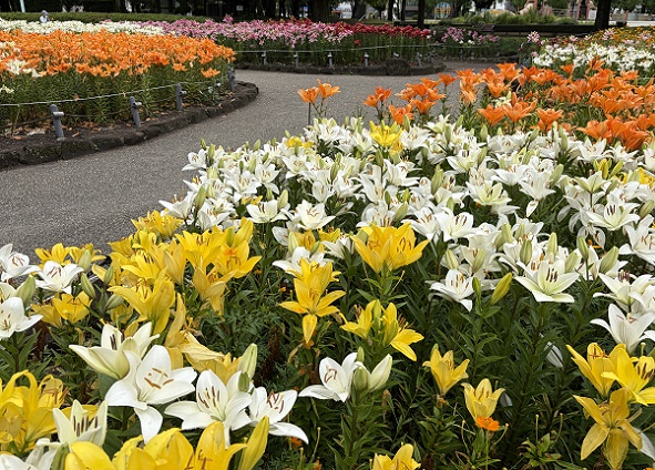 千種公園のユリ園（名古屋市）2026年6月3日