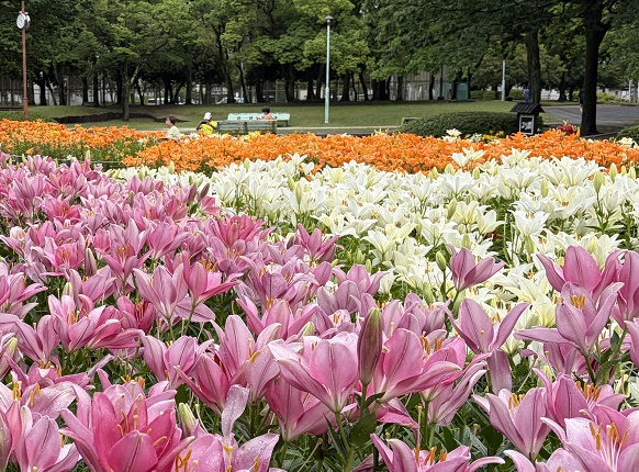 千種公園のユリ園（名古屋市）2026年6月3日