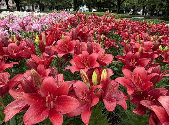 千種公園のユリ園（名古屋市）2026年6月3日