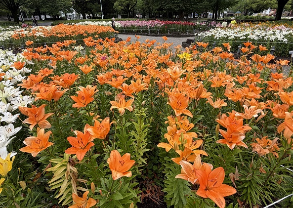 千種公園のユリ園（名古屋市）2026年6月3日