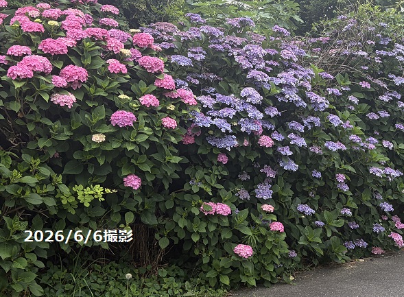 名古屋市名東区のあじさい