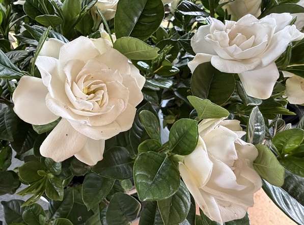 花屋の商品