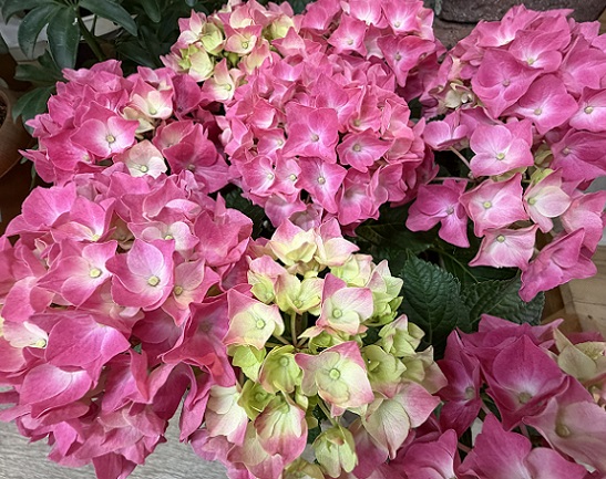 花屋の商品