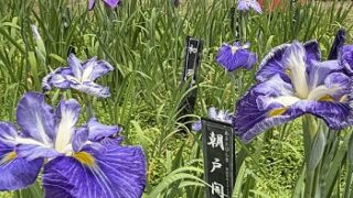 2026年5月31日の徳川園の花菖蒲