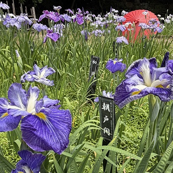2026年5月31日の徳川園の花菖蒲