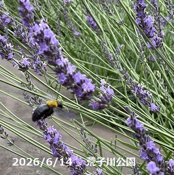 荒子川公園のラベンダー（2026年6月14日）
