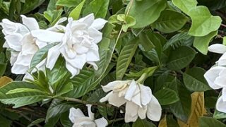 高速道路のクチナシの花（名古屋市名東区）