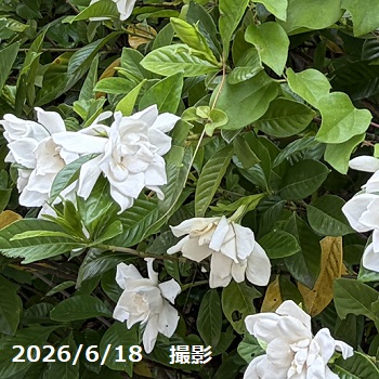 高速道路のクチナシの花（名古屋市名東区）