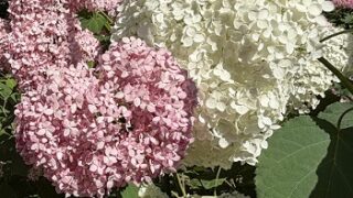 鶴舞公園のアナベル（名古屋市昭和区）2026年6月11日