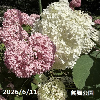 鶴舞公園のアナベル（名古屋市昭和区）2026年6月11日